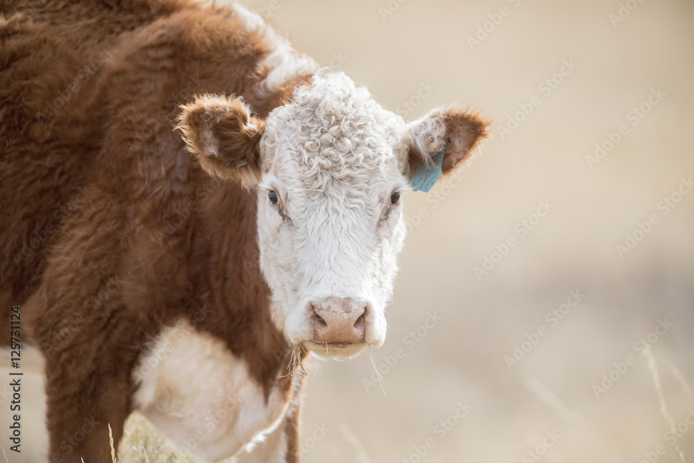 Cow Eating Natural Grass on an Open Range in Colorado Cow Eating Natural Grass on an Open Range in Colorado
