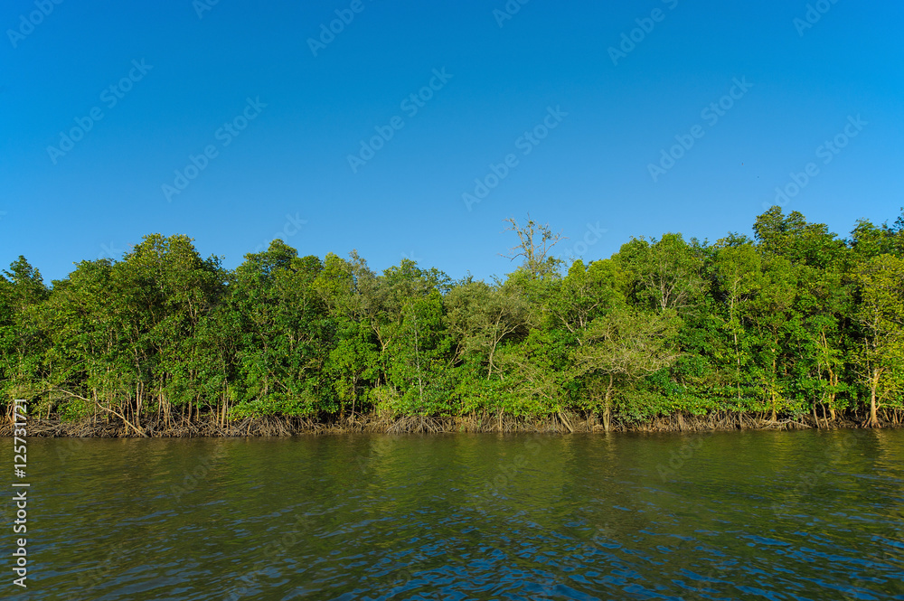 Fototapeta premium mangrove forest in line with blue sky and river