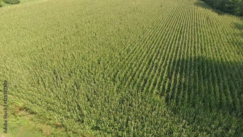 Aerial drone video of a green wheat field Aerial drone video of a green wheat field