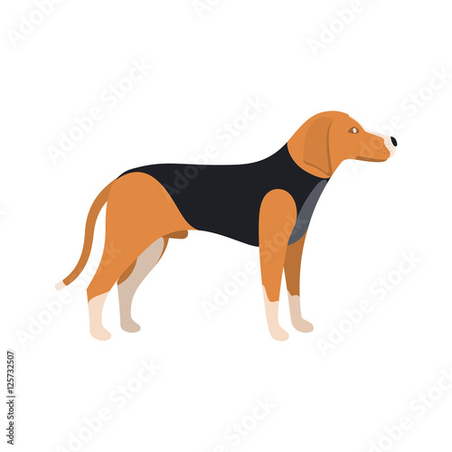 Beagle Dog - Vector color serious dog Beagle breed standing