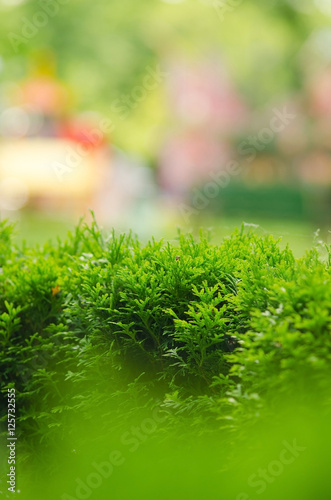 Green vegetation 