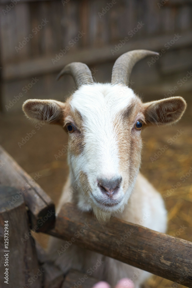 Beautiful portrait of the smiling goat Beautiful portrait of the smiling goat