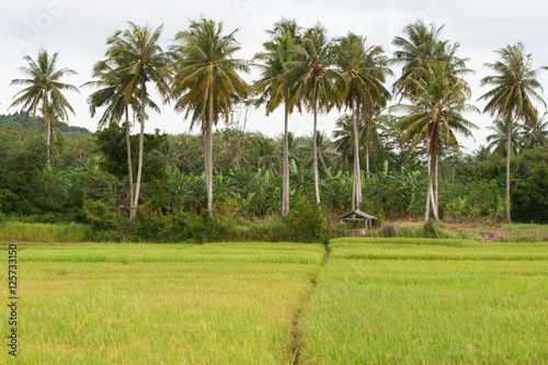 Rice field in Koh Yao Noi , Phang Nga, THAILAND. photo