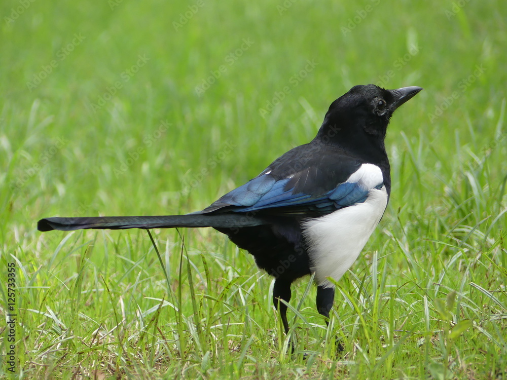 Magpie Magpie