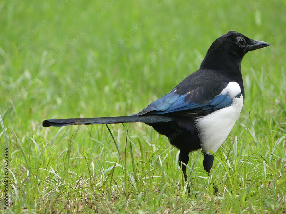 Magpie
