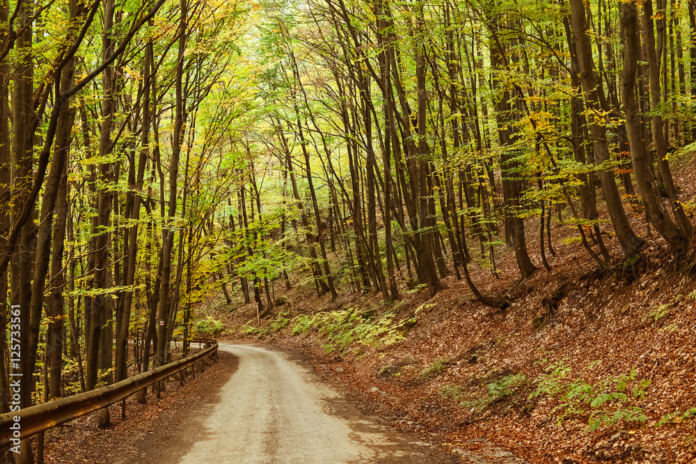 Fototapeta premium Road in the autumnal forest.