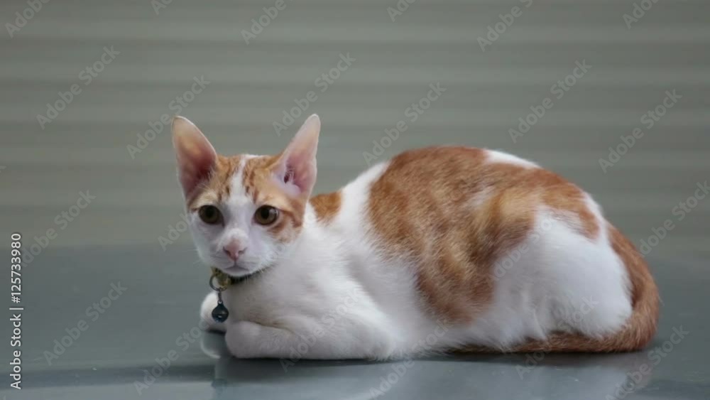 A beautiful cat sitting and looking around on a car roof in the garage. A beautiful cat sitting and looking around on a car roof in the garage.