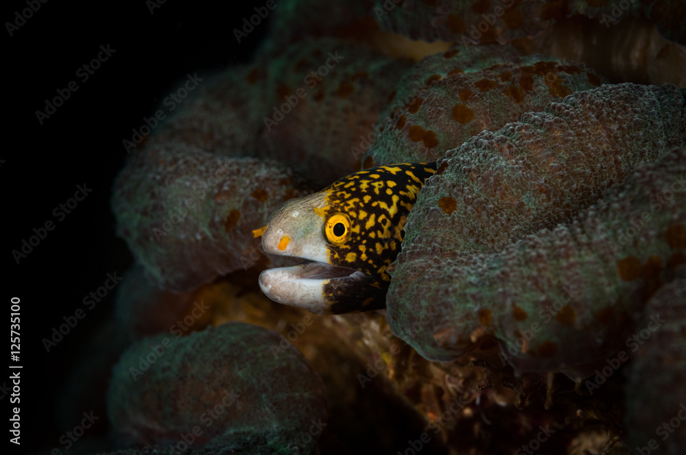 Juvenile clouded Moray eel (Muraenidae: Echidna nebulosa) peaks out of hole, Lembeh Straits, North Sulawesi, Indonesia Juvenile clouded Moray eel (Muraenidae: Echidna nebulosa) peaks out of hole, Lembeh Straits, North Sulawesi, Indonesia