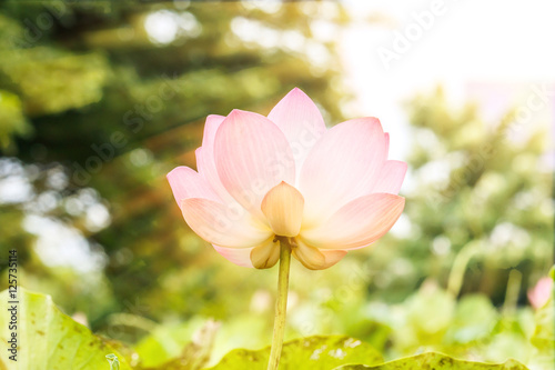 Lotus flower and Lotus flower plants © sanpom