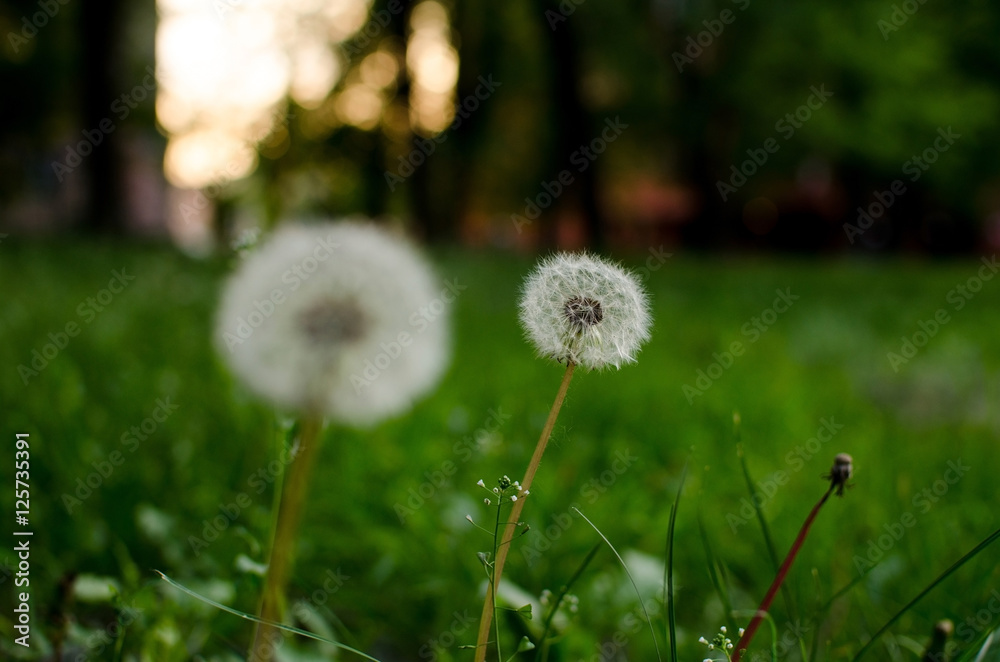 Several dandelions in the park Several dandelions in the park