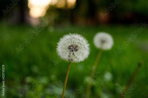 Several dandelions in the park