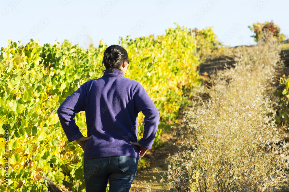 vineyards in autumn with the last bunches of grapes, wine grower woman working , Bierzo , Spain ; selective focus