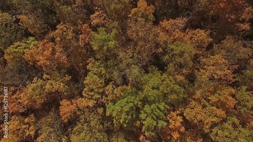 Wallpaper Mural Aerial view of the colorful autumn forest.Flying over Autumn forest. Look down on autumn forest Torontodigital.ca