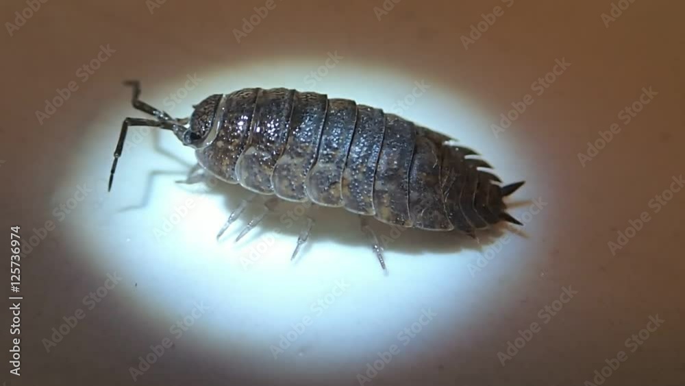 Crustacean moving up and down its back side Crustacean moving up and down its back side