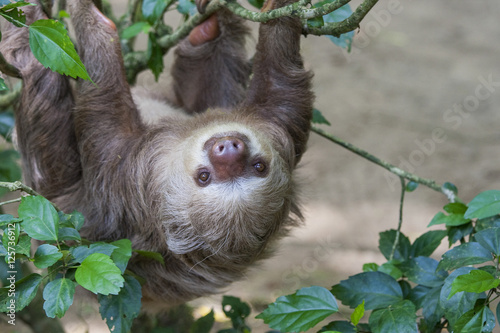 Two toed sloth hanging in tree photo