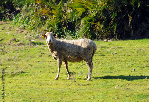 Oveja merina española photo