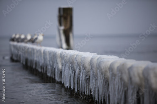 Fototapeta Naklejka Na Ścianę i Meble -  Möven auf Buhne