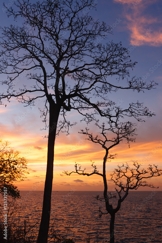 Tree branches silhouette by the sea and sky background at sunrise. Tree branches silhouette by the sea and sky background at sunrise.