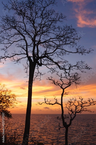 Tree branches silhouette by the sea and sky background at sunrise.