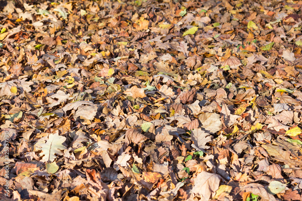 Fallen leaves of oak and birch trees in autumn Fallen leaves of oak and birch trees in autumn