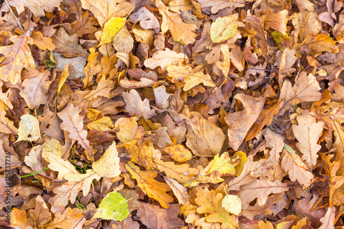 Fallen leaves of oak and birch trees in autumn