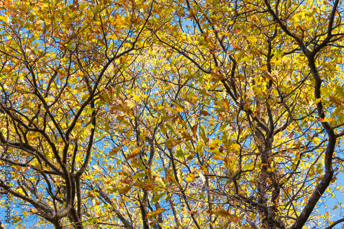 Oak tree in autumn with yellow leaves