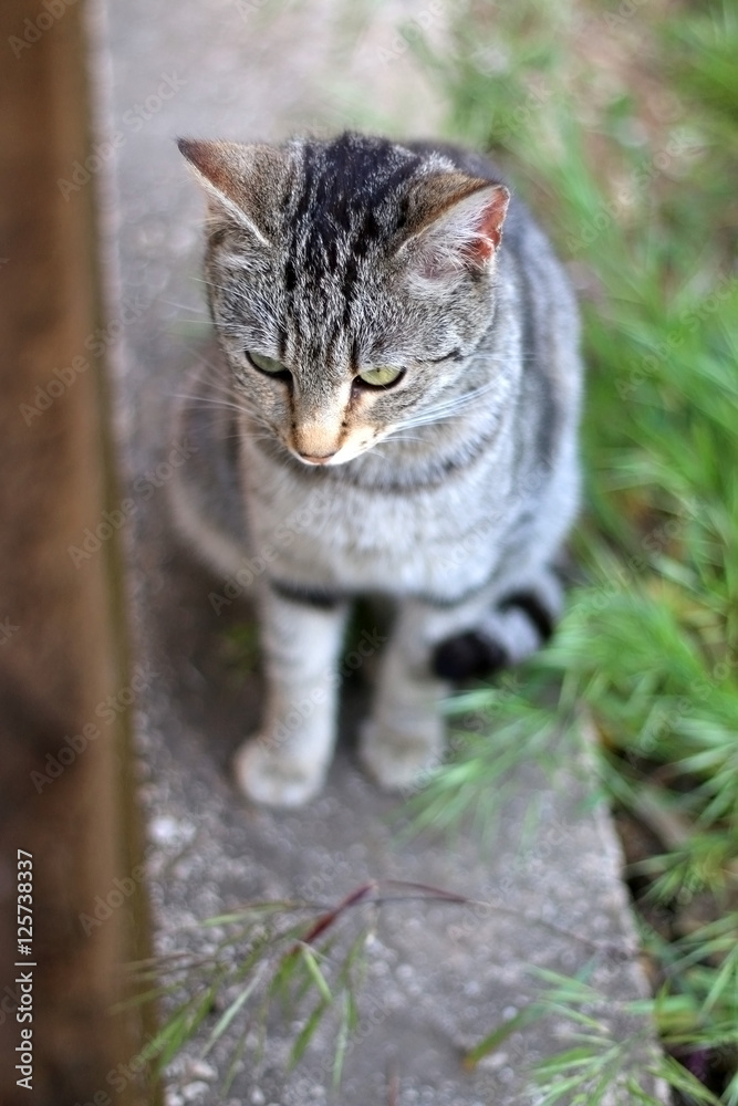 Brown tabby cat sitting in a garden. Selective focus. 