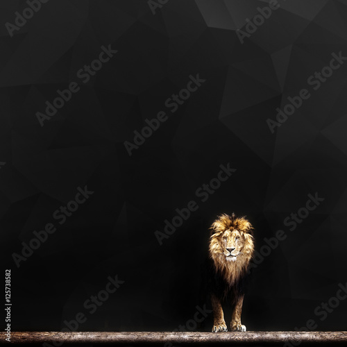 Fototapeta Naklejka Na Ścianę i Meble -  Portrait of a Beautiful lion, lion in dark