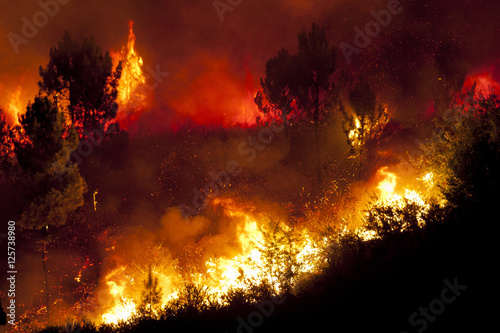 Forest Fire photo