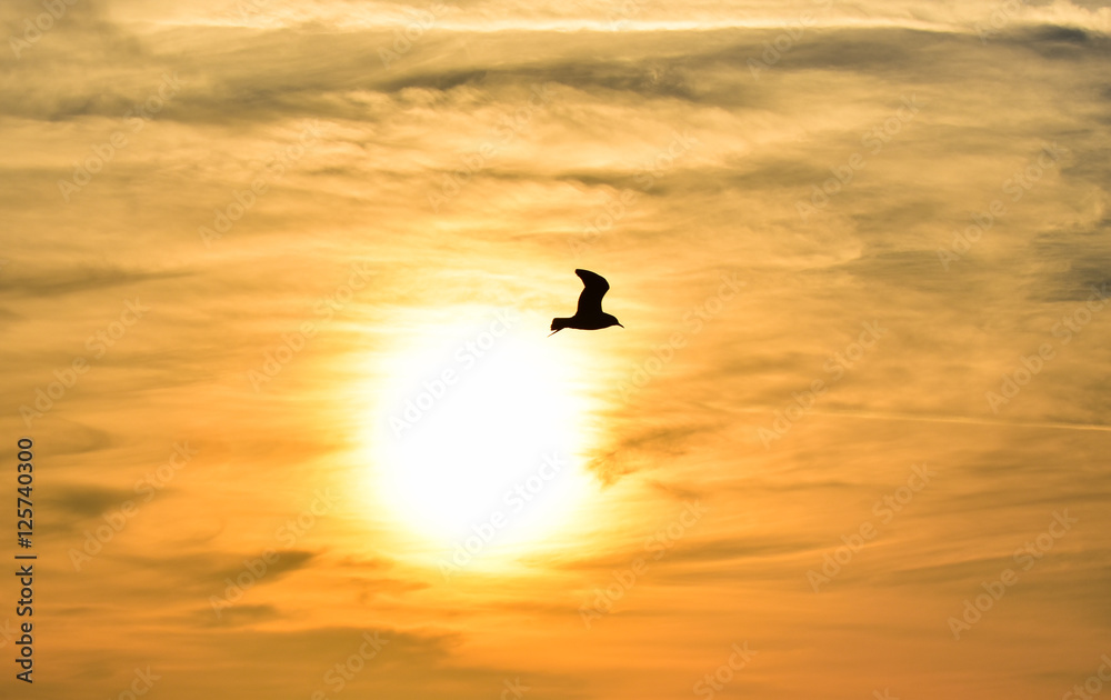 Fototapeta premium Sun between clouds and a seagull flying, silhouette. 