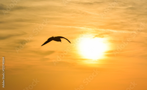 Sun between clouds and a seagull flying, silhouette. 
