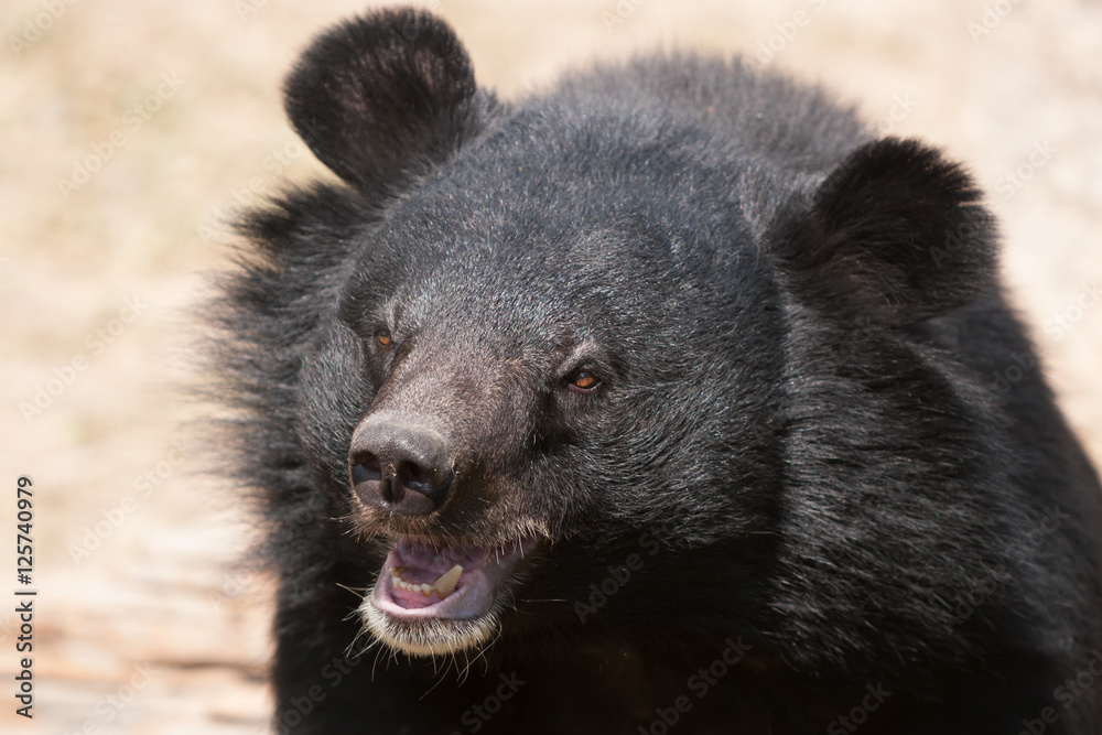Fototapeta premium Asiatic black bear close up.