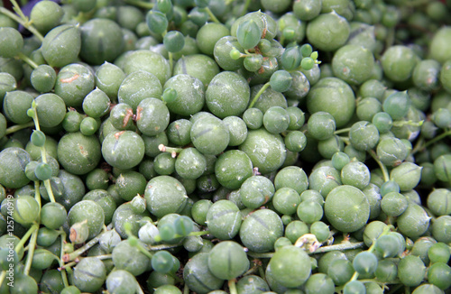 Rope of pearls / Ragwort (Senecio) family Asteraceae photo