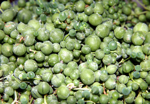 Rope of pearls / Ragwort (Senecio) family Asteraceae photo