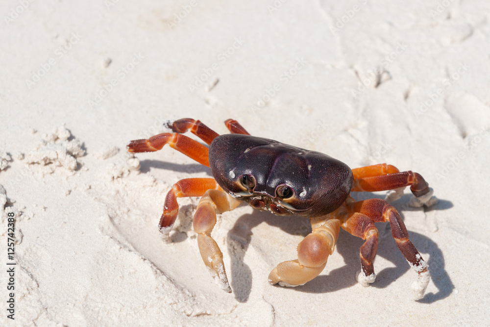 Chicken Crab on the beach of Tachai Island, Similan Islands Nati Chicken Crab on the beach of Tachai Island, Similan Islands Nati