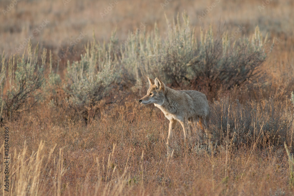 Coyote walking in grass Coyote walking in grass