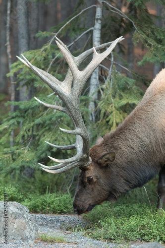 Bull elk walking in grass