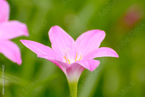 Pink zephyranthes carinata on a nature background.