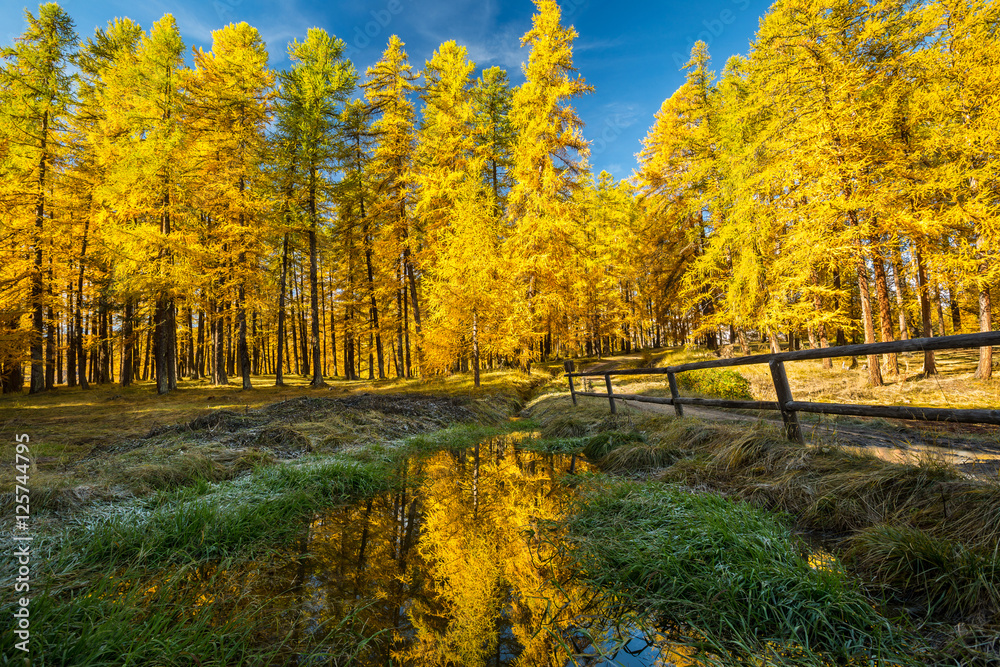 Forêt de mélèzes en automne