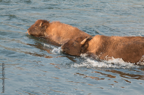 Buffalo crossing river