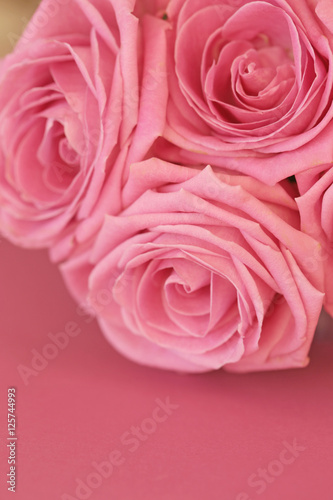 pink roses on a pink background 2