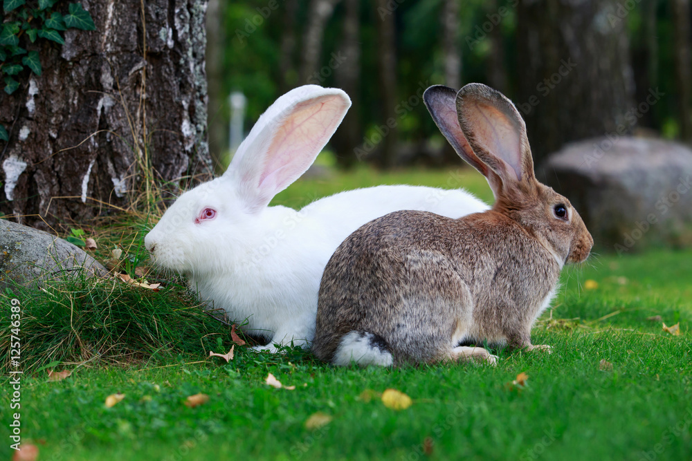 Obraz premium two rabbits on a green