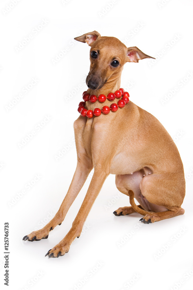 Italian greyhound dog and red beads (isolated on white) Italian greyhound dog and red beads (isolated on white)