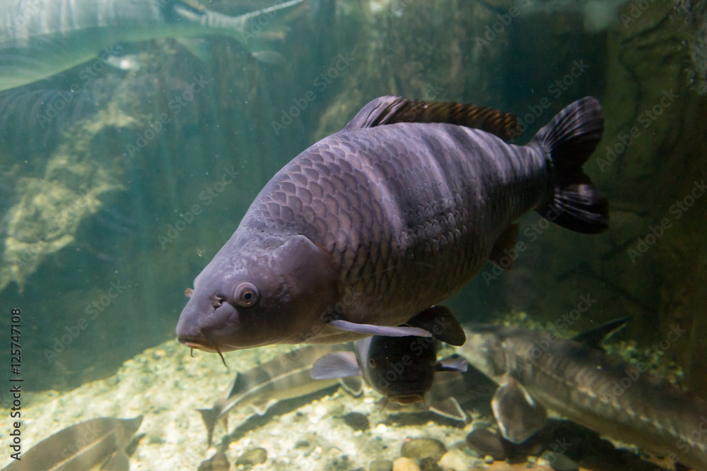 Freshwater fish of the carp in the environment. Cyprinus carpio Stock ...