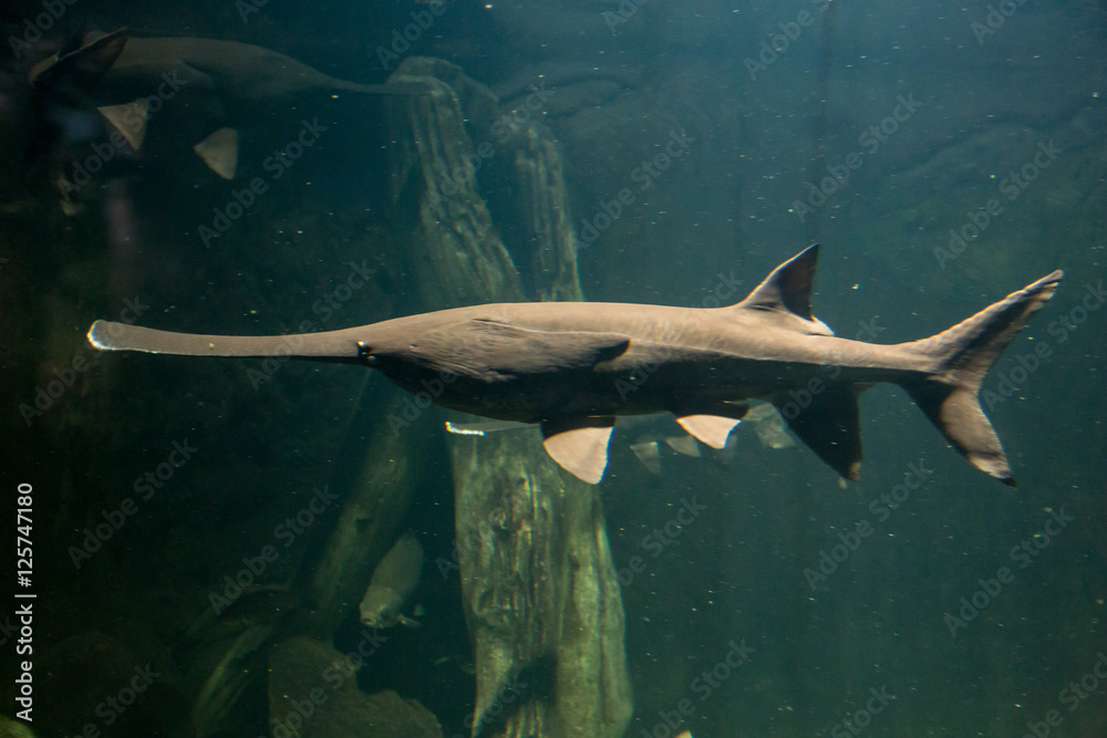 Fototapeta premium Paddlefish with natural habitat in the river. Polyodon spathula