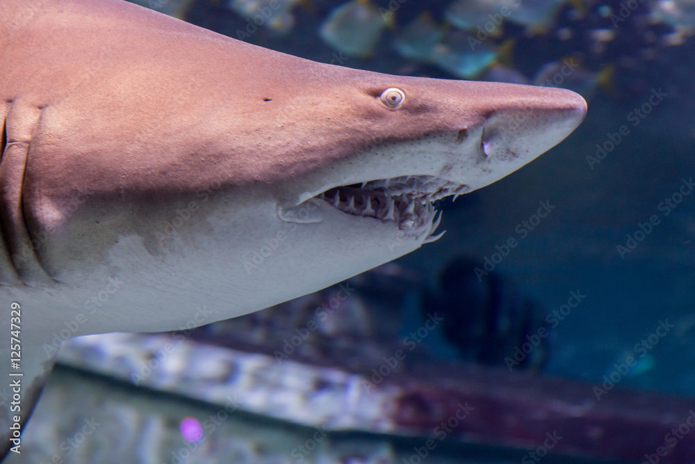 Naklejka premium Sand tiger shark (Carcharias taurus) in the aquarium