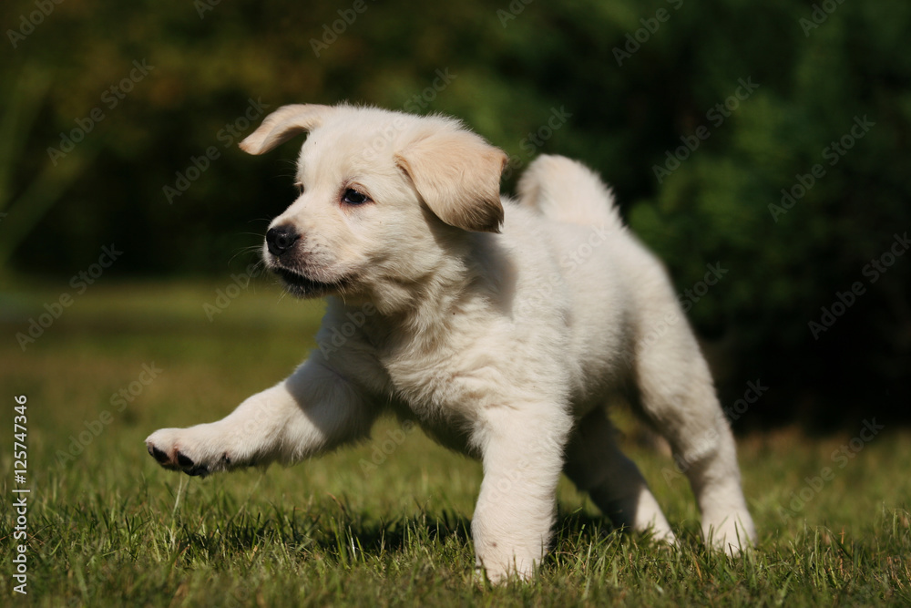 Labrador puppy dog on the grass in the sun
