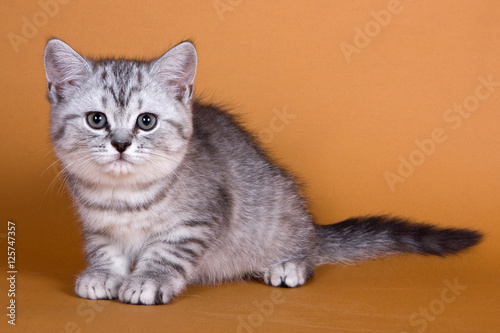 Kitten British cat on a red background