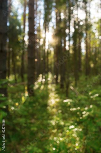 pine forest abstract background blur