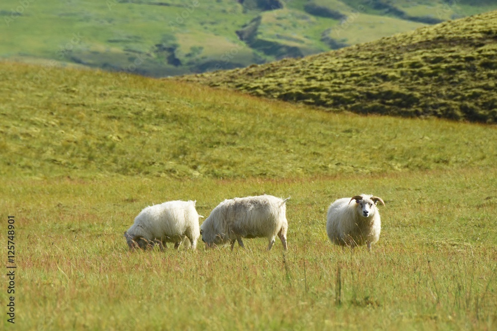 Schafe im Hochland (Island)